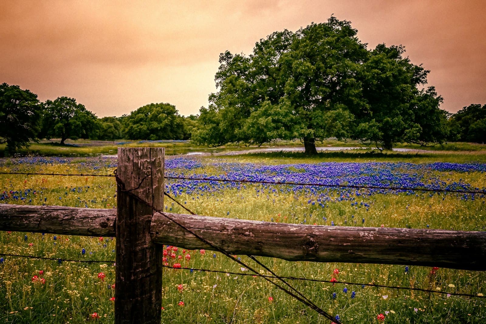 Texas field of bluebonnets behind a wooden ranch fence